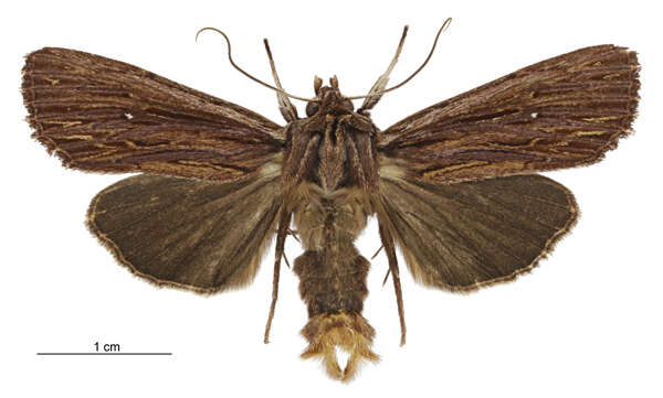 Image of Ichneutica steropastis