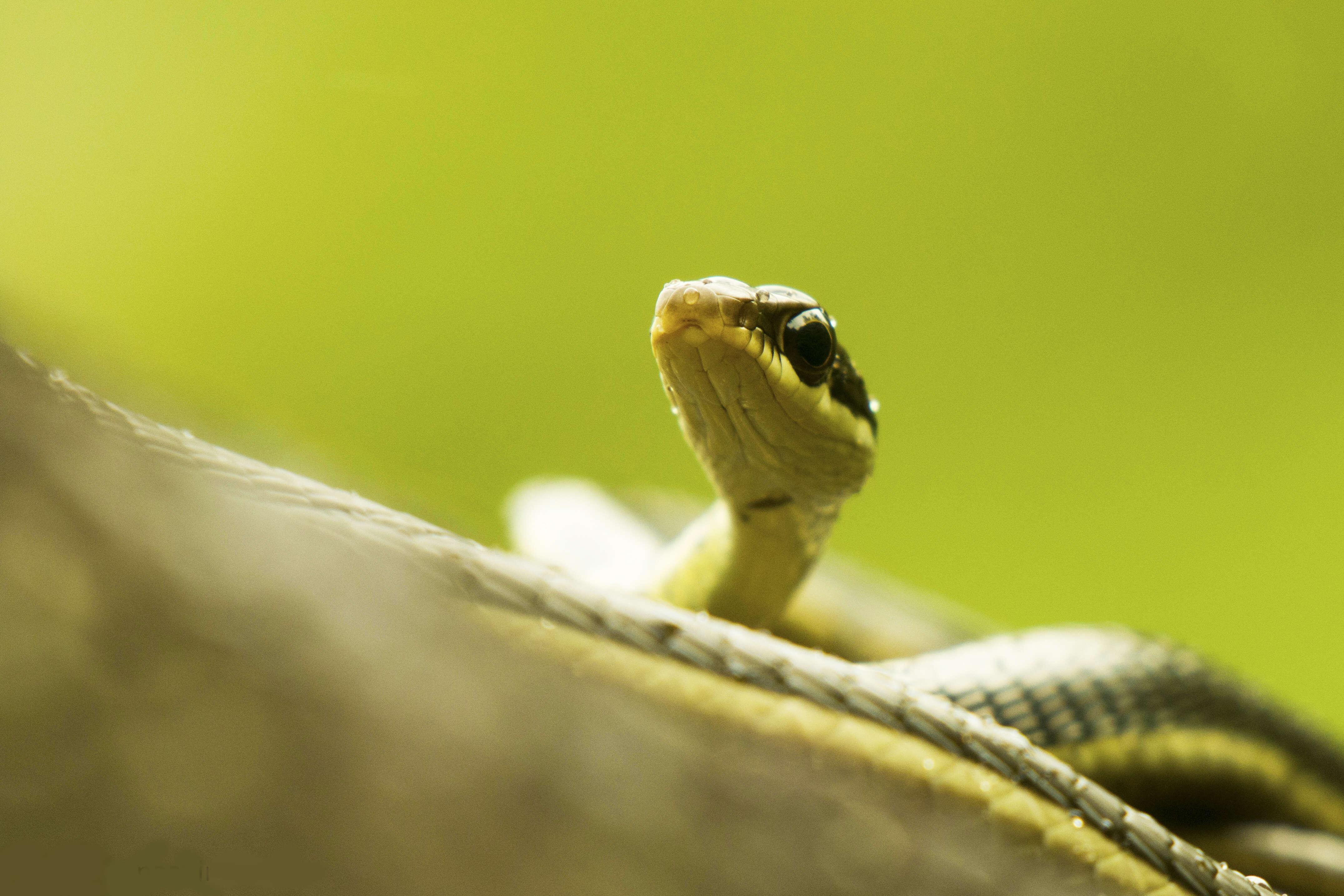 Image of Daudin's bronzeback