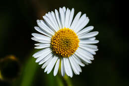 Image of eastern daisy fleabane