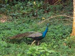 Image of Asiatic peafowl