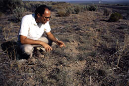 Stephanomeria malheurensis L. D. Gottlieb resmi