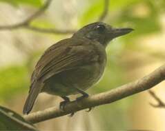 Image of Mouse-colored Antshrike