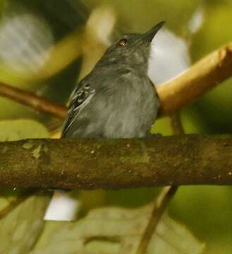 Image of Gray Antwren