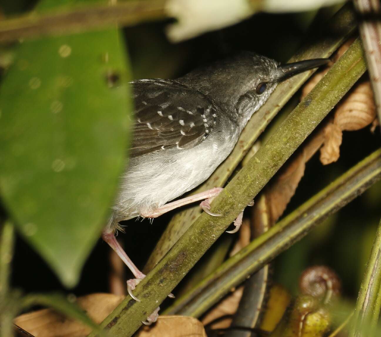 Image of Sclateria Oberholser 1899