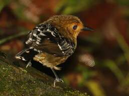 Image of Common Scale-backed Antbird