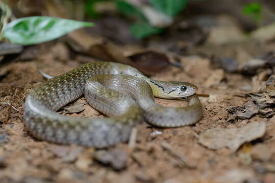 Image of Fowlea flavipunctatus