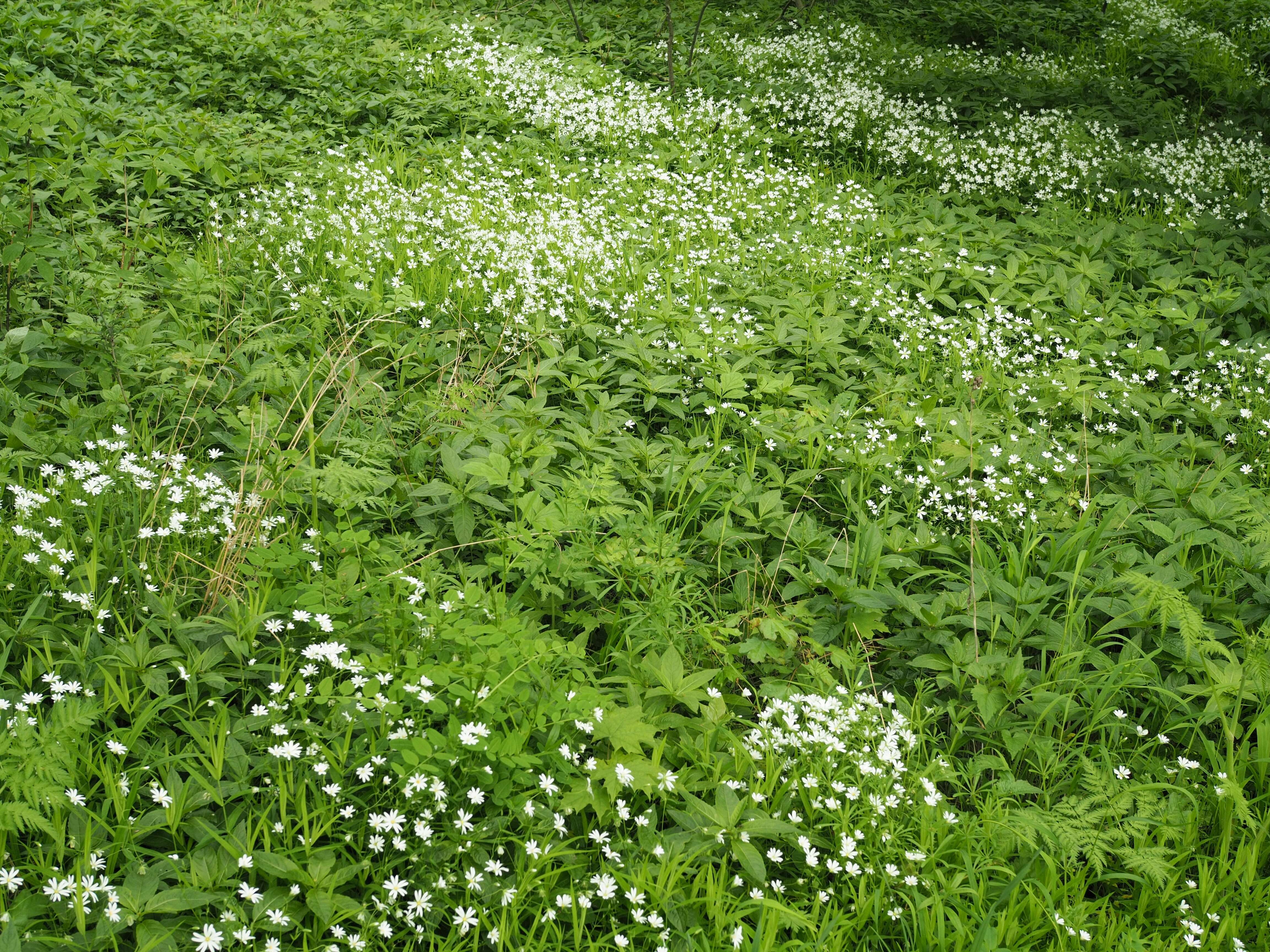 Imagem de Stellaria graminea L.