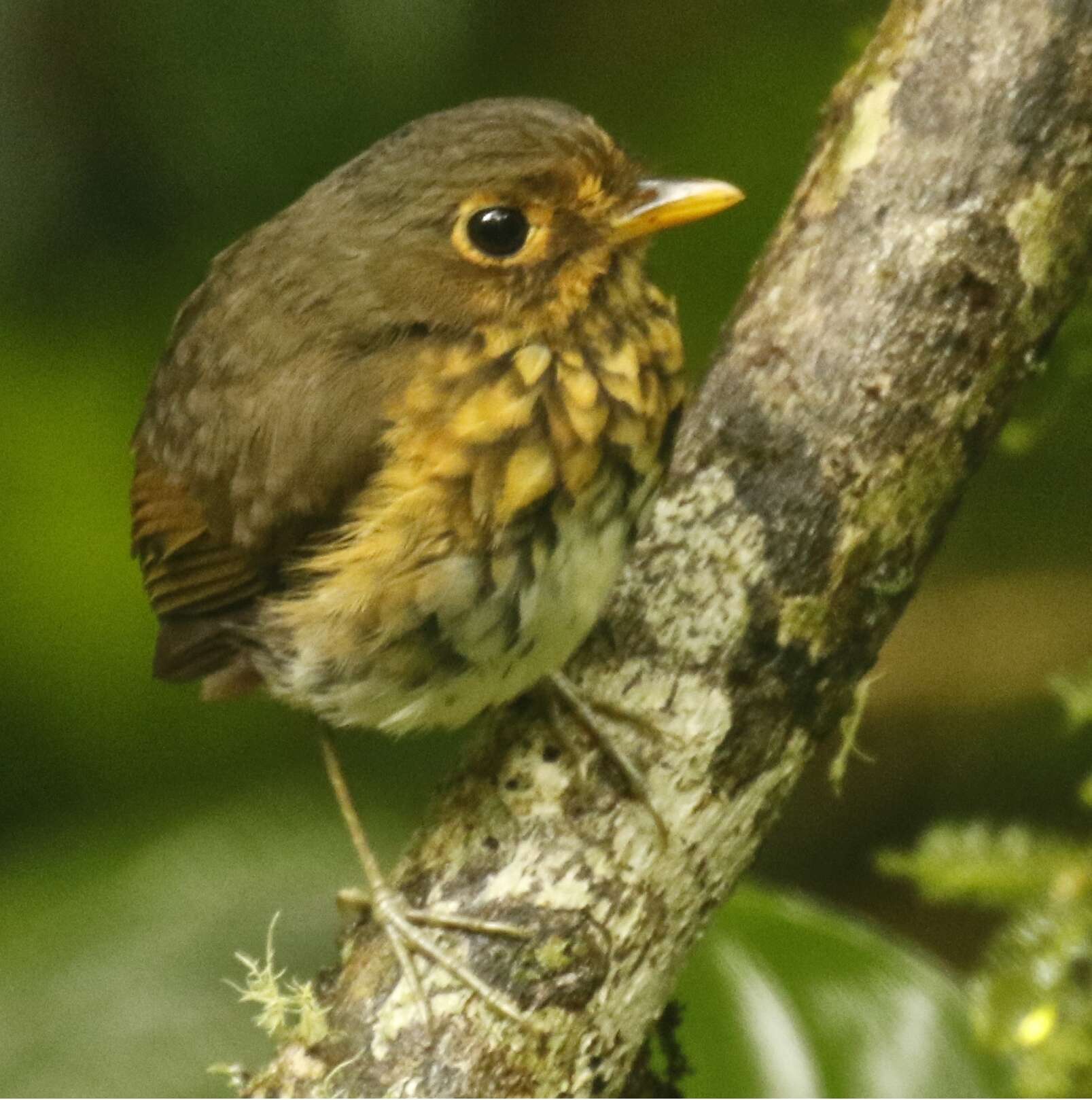 Image of Antpittas