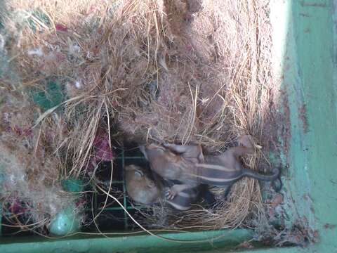 Image of Indian palm squirrel