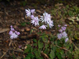 Image of <i>Thalictrum kiusianum</i>