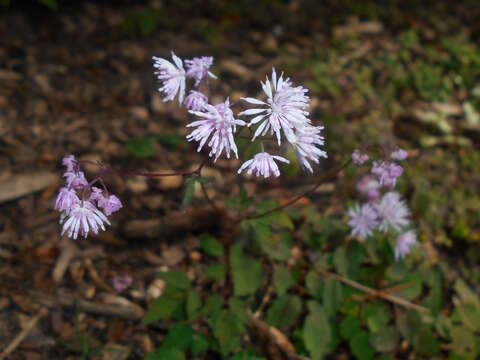 Imagem de <i>Thalictrum kiusianum</i>