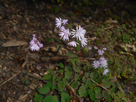 Image of <i>Thalictrum kiusianum</i>