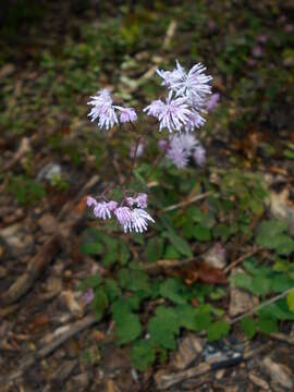 Image of <i>Thalictrum kiusianum</i>