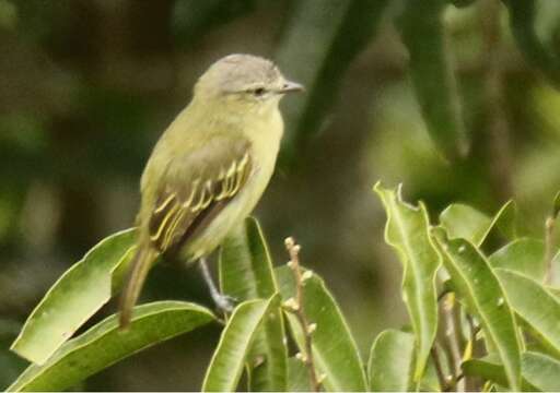 Image of Slender-footed Tyrannulet