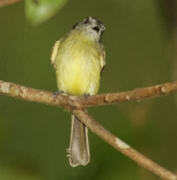 Image of Slaty-capped Flycatcher