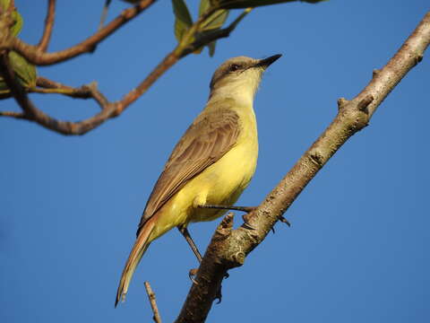 Image of Machetornis Gray & GR 1841