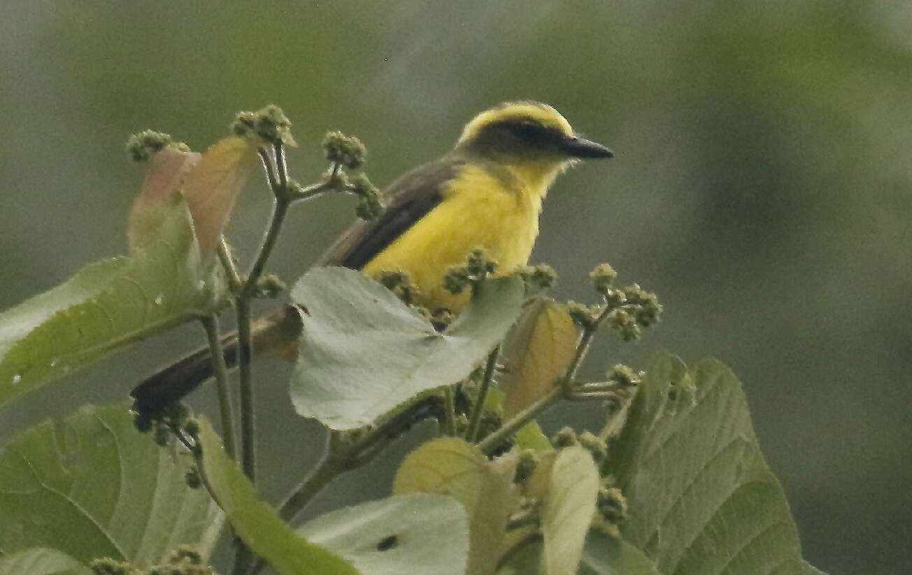 Conopias cinchoneti (Tschudi 1844)的圖片