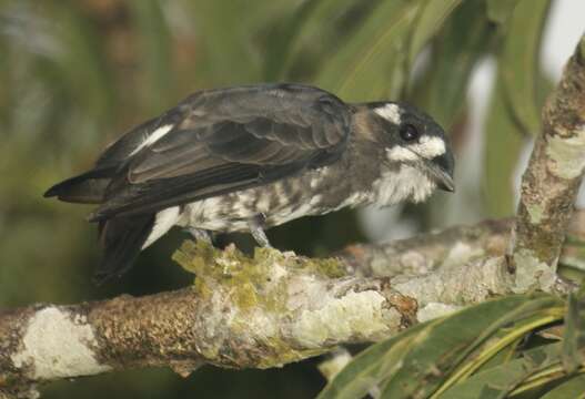 Image of White-browed Purpletuft