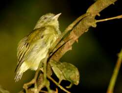 Image of Dwarf Tyranneutes