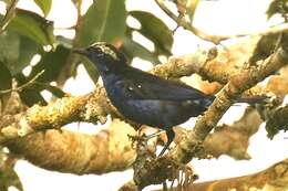 Image of Opal-crowned Tanager