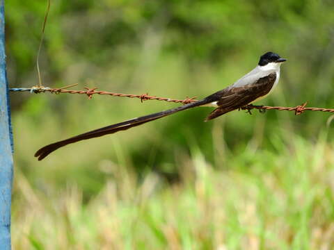 Image of Fork-tailed Flycatcher