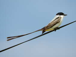 Image of Fork-tailed Flycatcher