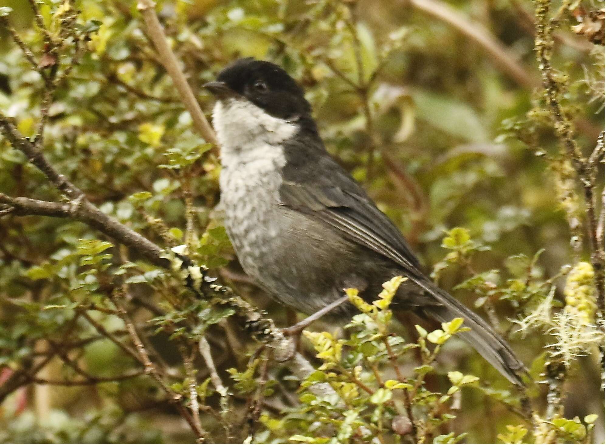 Image of Urothraupis Taczanowski & Berlepsch 1885