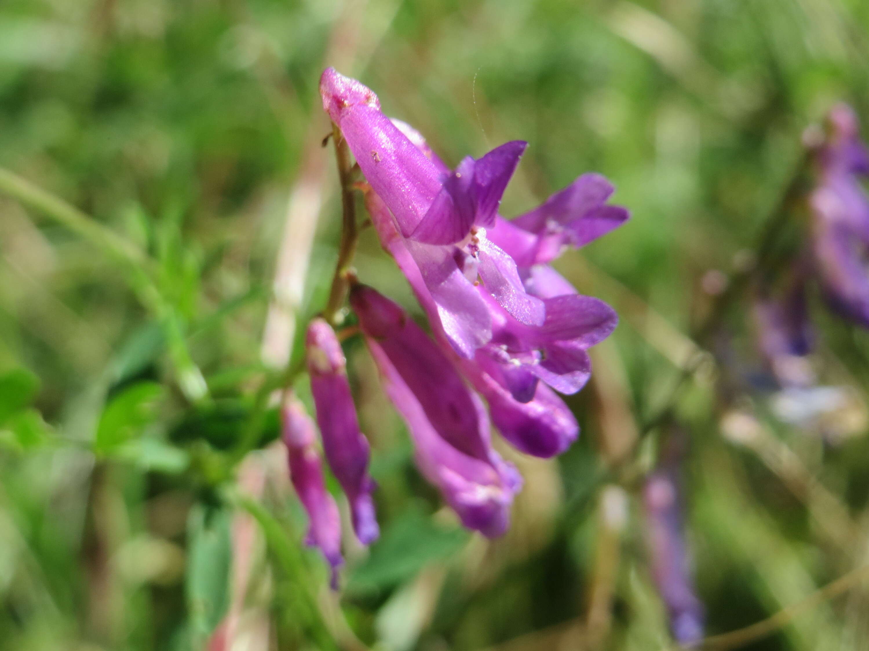 Image of bird vetch