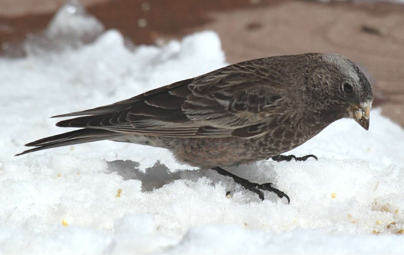 Image of Black Rosy Finch