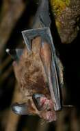 Image of Stripe-headed Round-eared Bat