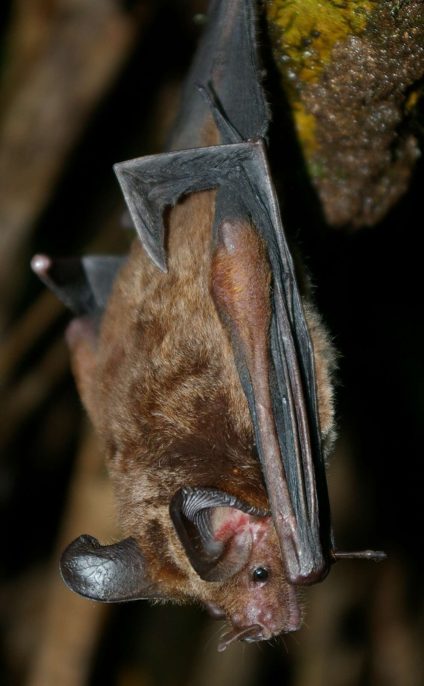 Image of Stripe-headed Round-eared Bat
