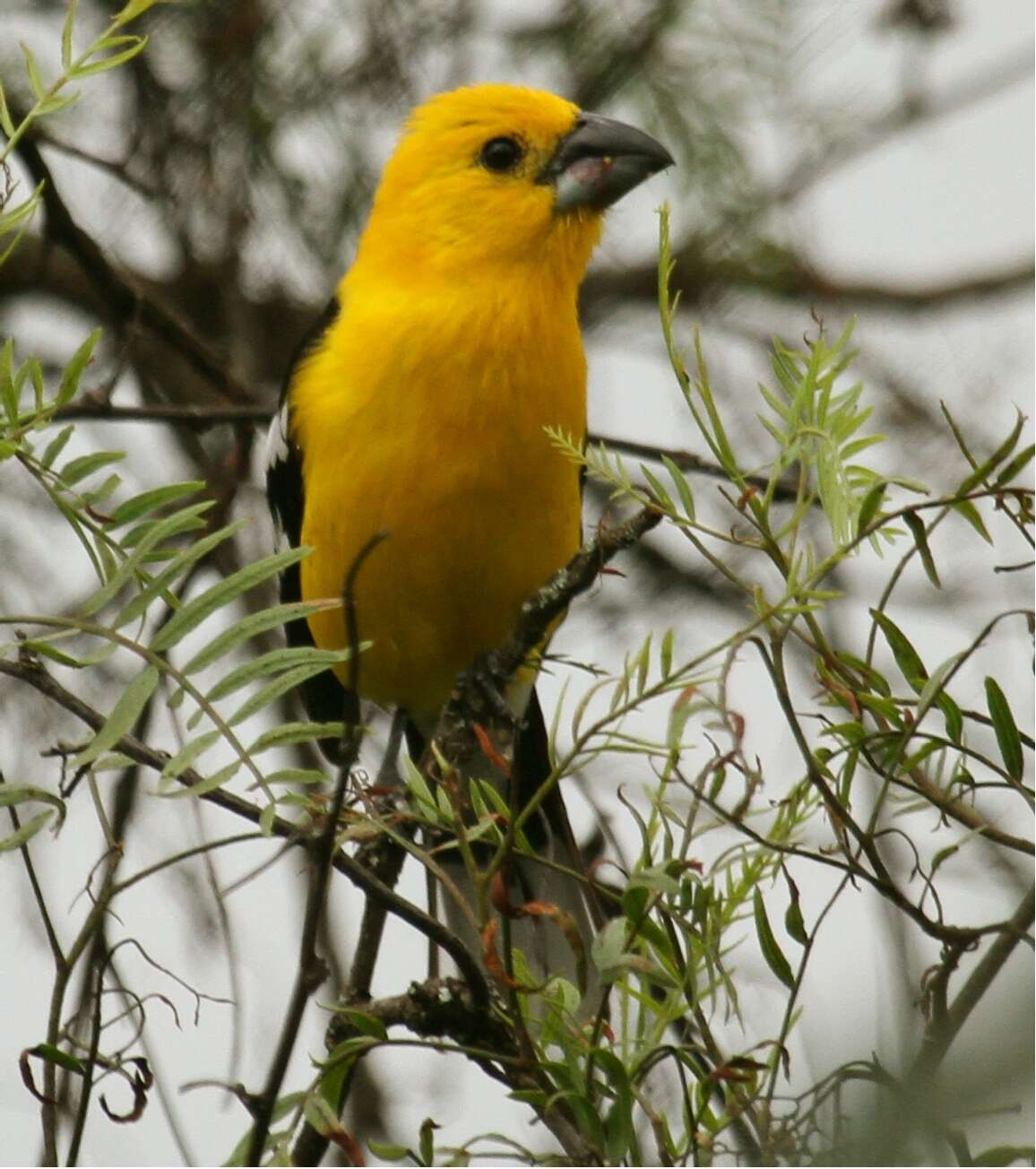 Image of Golden Grosbeak