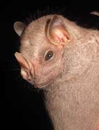 Image of Hairy Big-eyed Bat