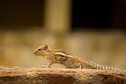 Image of Indian palm squirrel