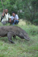 Image of Komodo Dragon