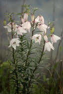 Image of Lilium mackliniae Sealy