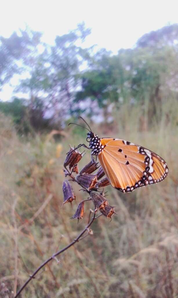 Image of Plain tiger