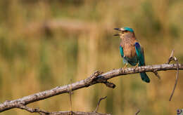 Image of Indian Roller