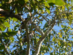 Image of Great Indian Hornbill