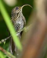 Imagem de beija-flor-bico-de-foice