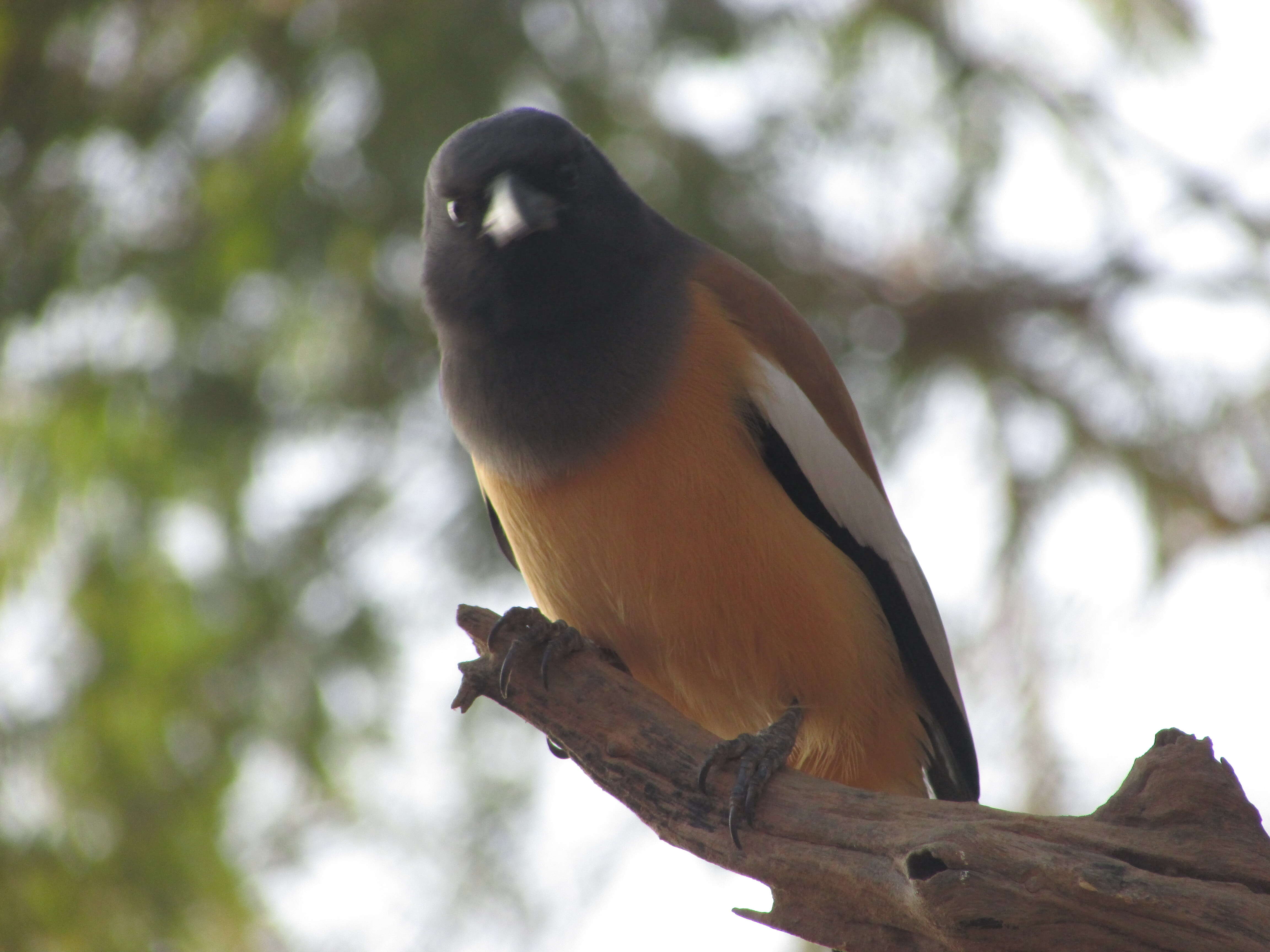 Image of Rufous Treepie