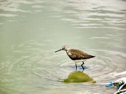 Image of Green Sandpiper