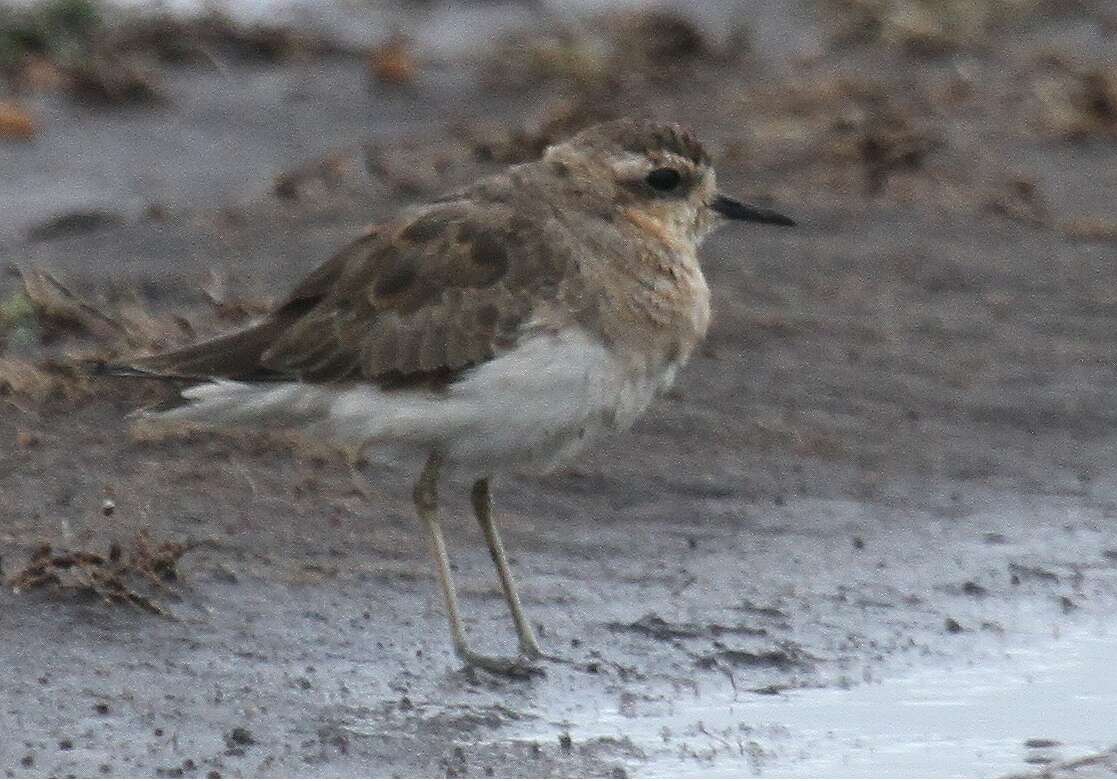 Image of Caspian Plover