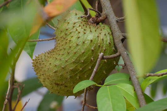 Image of soursop