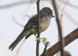 Image of Southern Beardless Tyrannulet