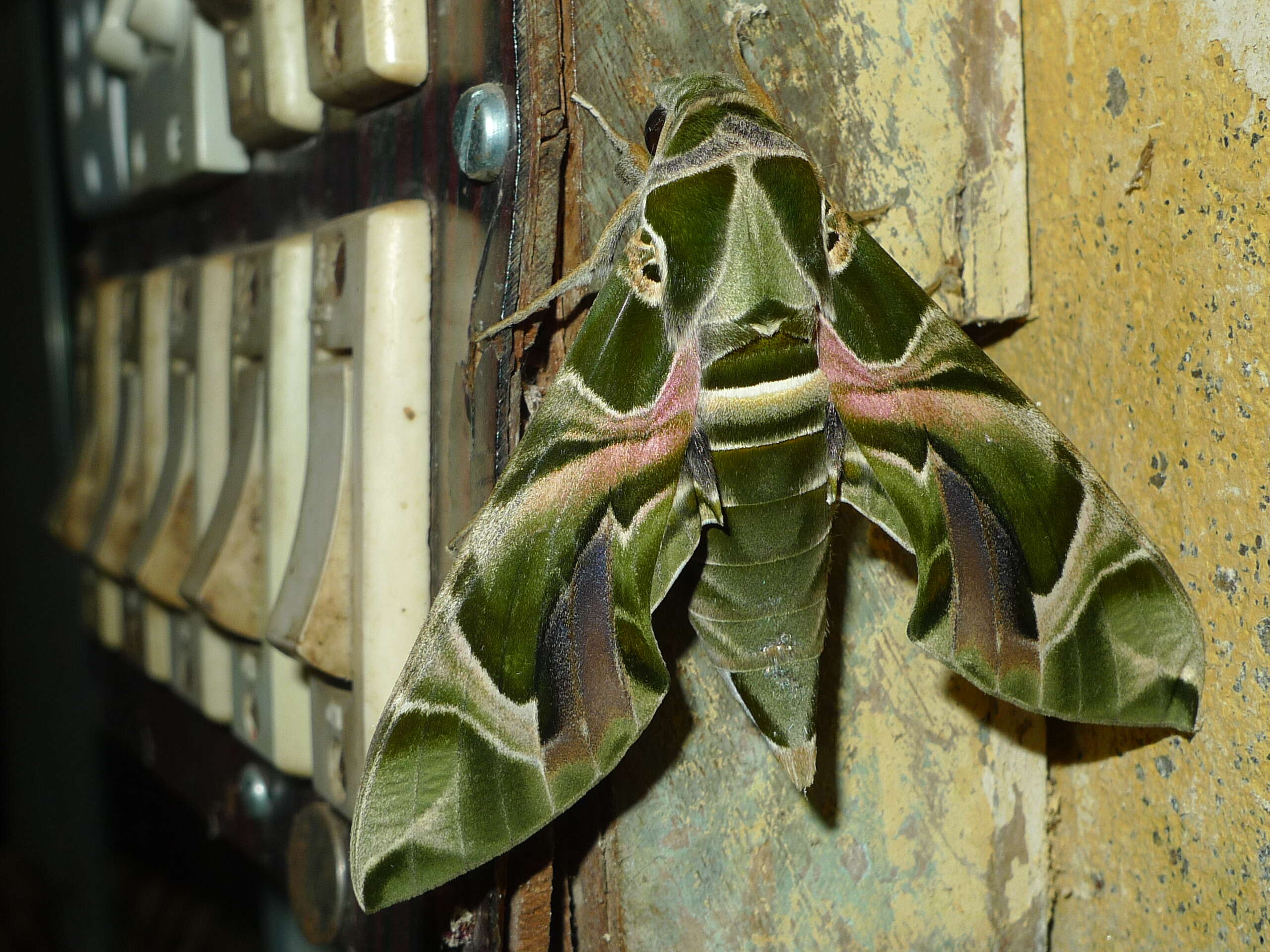 صورة Daphnis nerii (Linnaeus 1758)