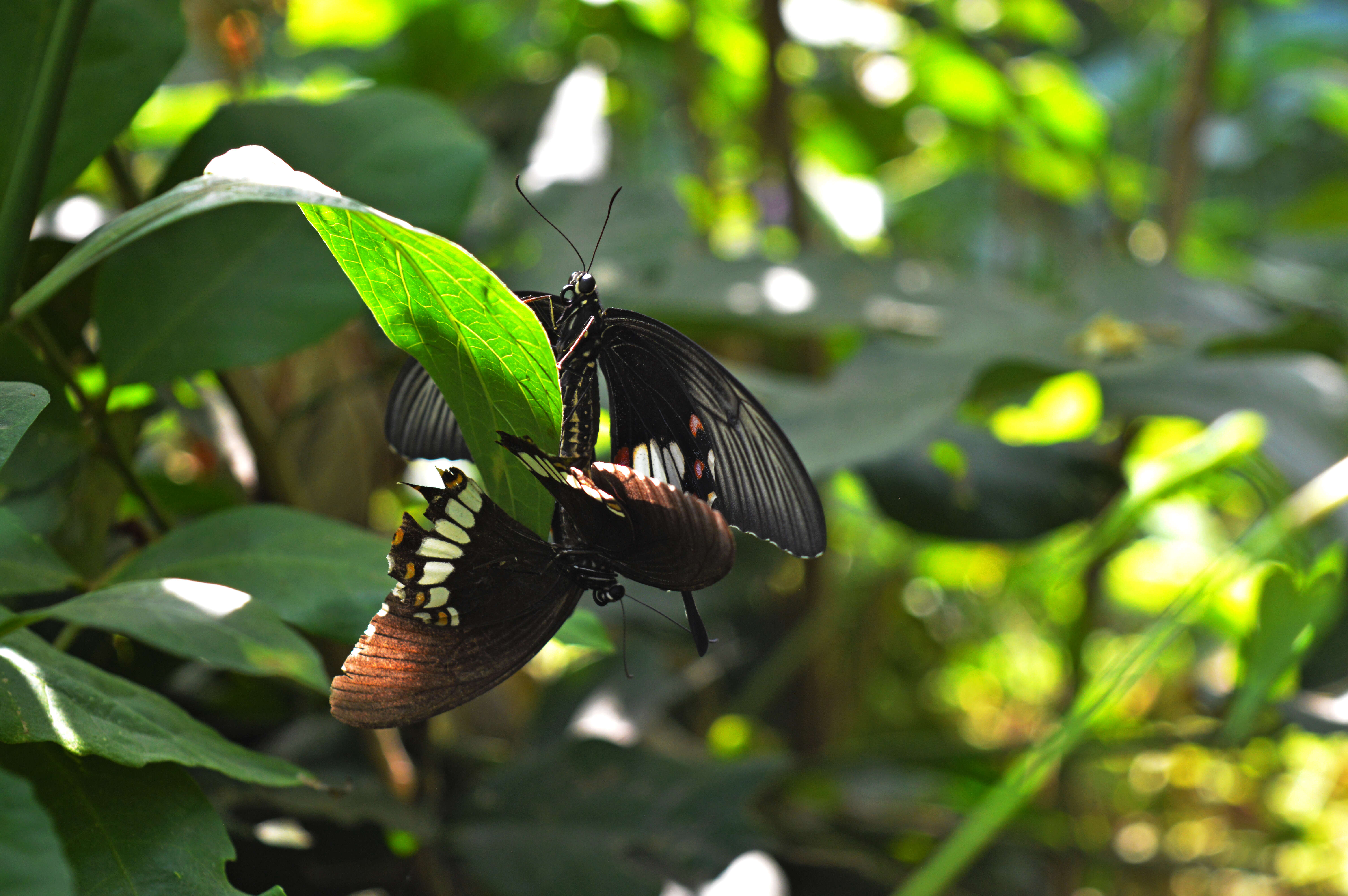 Image of Common mormon