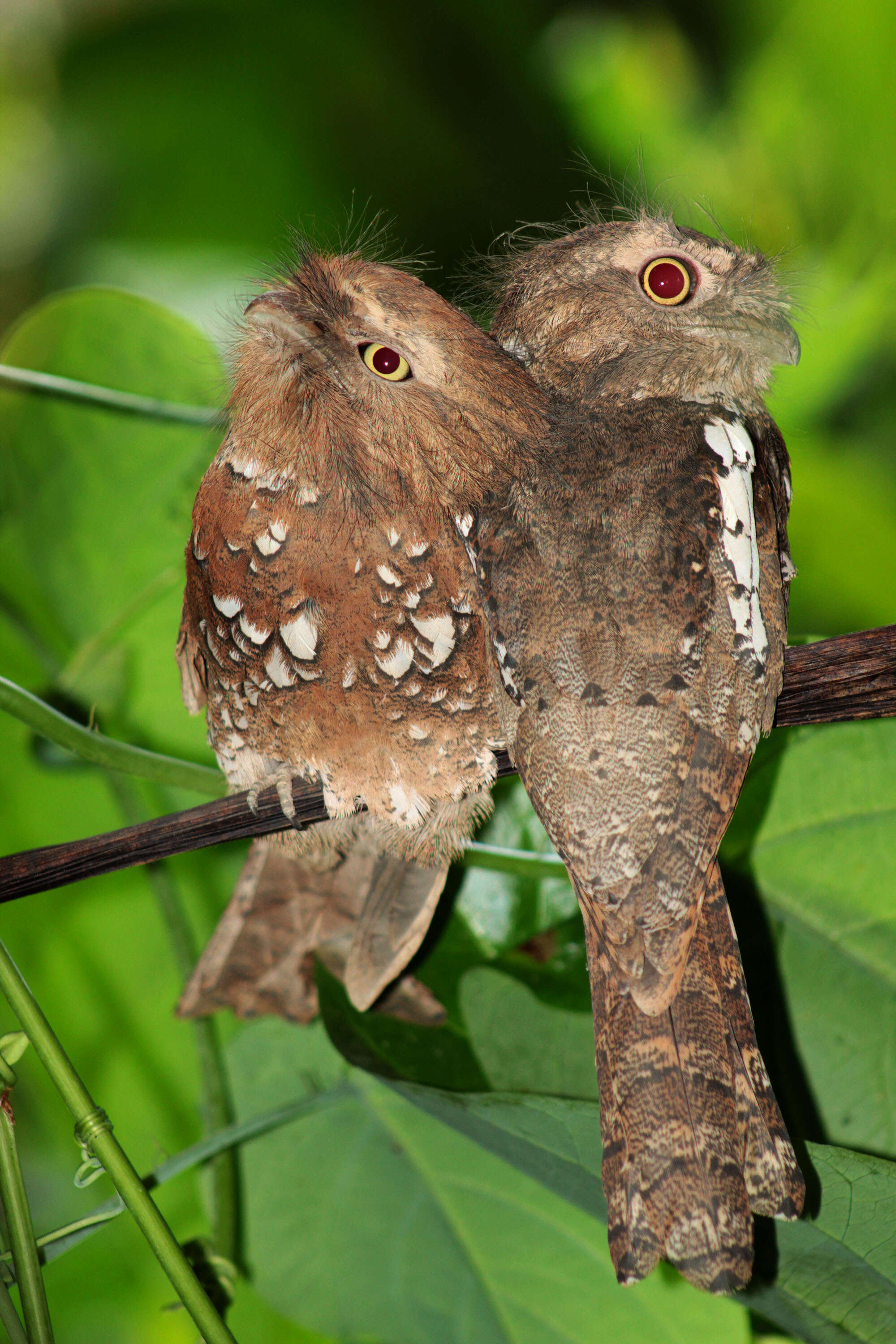 Image of Horsfield's Frogmouth