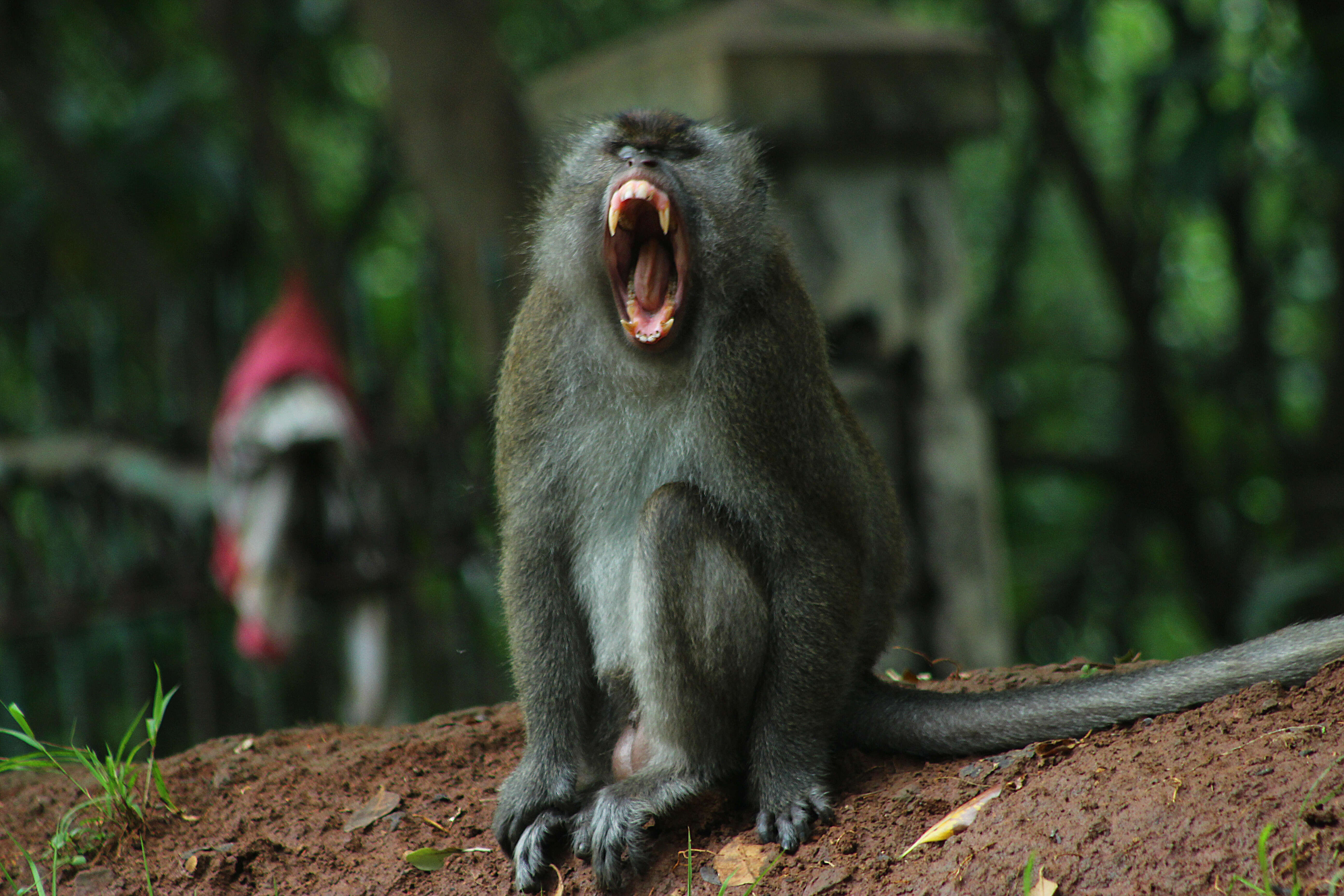 Image of Long-tailed Macaque