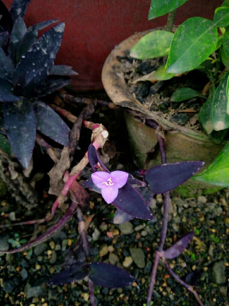 Image of purple heart